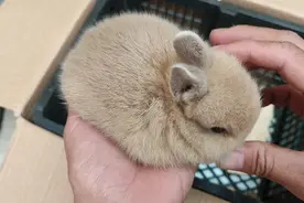 开箱一只麻黄色侏儒兔，圆滚滚，胖嘟嘟，像猕猴桃也像麻薯团