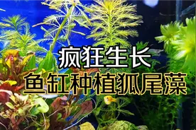 1块钱的狐尾藻疯狂生长，修剪需要注意什么，鱼缸水草爆缸的秘密