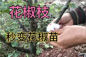花椒枝培育花椒苗，新手秒变育苗高手。视频封面