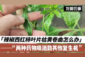 辣椒、西红柿，叶片枯黄、卷曲怎么办？用两种药物，助其恢复生机