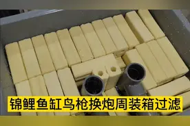 锦鲤鱼缸鸟枪换炮三层周转箱过滤，滤材这样铺