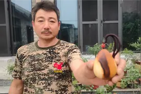 酸枣木生长在高山之巅，黄色皮肤红色芯，做成杠杠硬的手把件视频封面