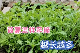 楼顶这样采摘茼蒿，越长越多，间苗管理，不滥菜，鲜嫩好吃