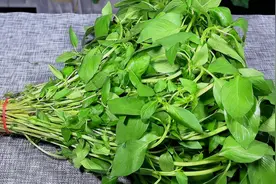 你可以没来过河南，但一定要尝尝荆芥，教你新吃法，吃着比肉还香