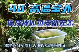 我的埃及神仙鱼室外四十度安然无恙，而且这样饲养更健壮皮实视频封面