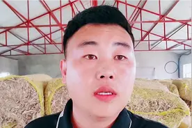 揭秘中转站高利润的原因，别听人瞎忽悠，听听养牛小伙怎么说！视频封面