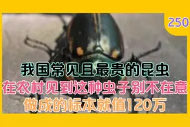 在农村见到这种虫子别不在意,那你真是赚大了,一个标本就20万!视频封面