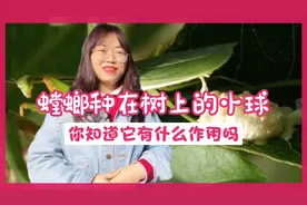 螳螂种在树上的小球俗称拦狗尿，你见过吗？你知道它有什么作用吗视频封面