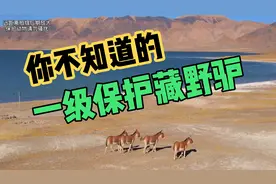 藏野驴，是这样的一级保护动物？你才知道吗？配音有点烫嘴