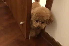 狗妈刷完牙自己推门进来，让主人抱它上床睡觉，就像一个小孩子