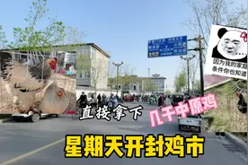 河南市场鸡价有多便宜？入手一对婆罗门还有老中原，猜猜能花多少