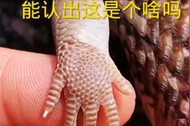 这小手！你能看出来这是什么动物吗@八点半搞笑配音视频封面