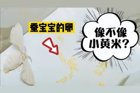 蚕宝宝产的卵，像排列的整整齐齐的小黄米，强迫症看了很舒服视频封面
