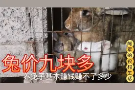 现在兔价又有上涨，直接到9.2一斤，卖兔子的朋友高兴了视频封面