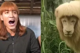 动物园狮子撞脸傈僳族小伙引发网友热议：这狮子肯定是云南的！