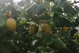 广西武宣哈密瓜种植基地