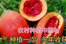 农村人种植中药材，种植一次，多年收获视频封面