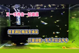 又养出一缸绿藻来，满缸褐藻变绿藻，只需调整一步方可获益多多