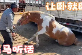 华北这个马市挺出名，马多不贵成交易驯马集散地，外省马友来赶集视频封面