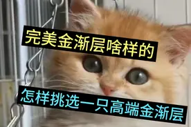 怎么正确挑选一只高品质金渐层，金渐层特点，金渐层色号区分