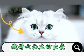 央视六套为什么叫六公主而不是六公子视频封面