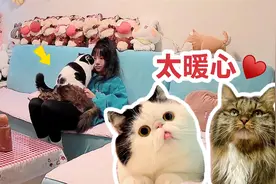 谁说猫不通人性？猫咪见主人难过，立马安慰她，又抱又亲