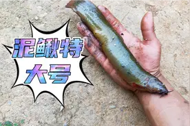 泥鳅特大号，钓鱼钓到的，长这么大我第一见到视频封面