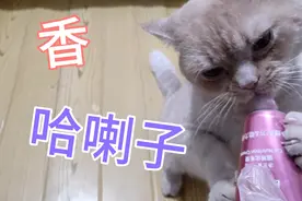 黏人的小猫咪吃什么这么香——像吸奶嘴一样