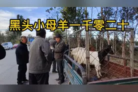 河北辛集和睦井羊市，所有交易是论个，这种交易十分考研人的经验