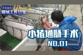 猪场必学技能之一，小猪通肠手术！需要的点赞收藏！视频封面