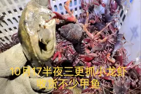 10月17半夜三更捕抓小龙虾，抓到不少好东西，眉开眼笑视频封面