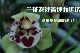 兰花发芽期如何管理？新手掌握发芽期五步法第一步，新手看过来！视频封面