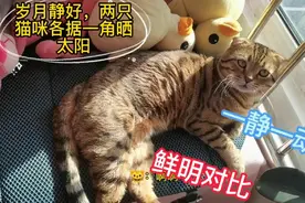 性格截然不同的两只猫咪各据一角晒太阳，一静一动，互不干扰视频封面