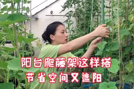 阳台种菜：试试蔬菜架这样搭，美观又遮阳视频封面