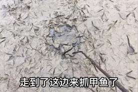 水干的地里藏着甲鱼、抓到甲鱼放了它会怎么跑，看着就想笑视频封面