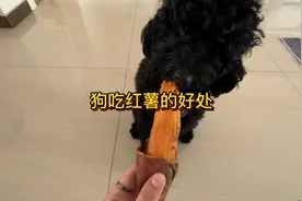 狗吃红薯有哪些好处？需要注意些什么……视频封面
