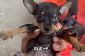 超小体小鹿犬，不建议新手喂养
