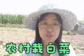 河北农村栽白菜方法很奇特，先下秧再栽，两个月后就能吃大白菜了视频封面