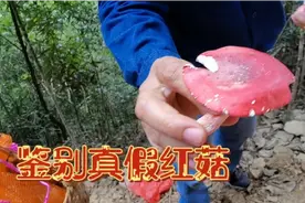 一斤1000多元的野生红菇，教你一招鉴别真假红蘑菇的小技法