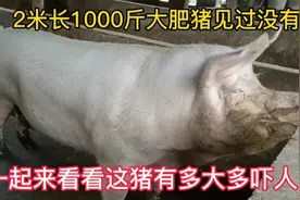 第一次看见上千斤大肥猪，以前还以为没有一起来看看多大！
