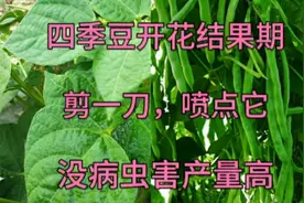 花期四季豆这样剪一刀，喷一喷，四季豆没病虫害，产量一棵抵十棵