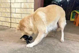 金毛犬被土狗配对，生出的小狗长啥样？一起来看看