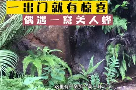 雨后深山小溪边偶遇一窝黑盾美人蜂，真的是一出门就有惊喜