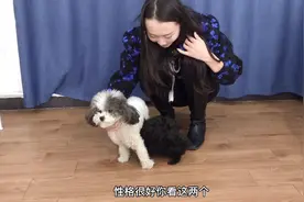 断奶3天的小泰迪，一见到花泰迪激动的急着去找奶吃，简直太萌了视频封面