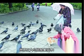 世界三大乌鸦聚集城市，沈阳是世界福地