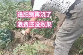 追肥你还兑水浇吗？快学学正确方法吧，否则效果不好还滋生病虫害