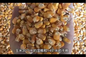 玉米晒干后能亏几斤？湿籽与干籽怎么卖更合适？玉米含几个水分？视频封面