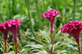 鸡冠花有哪些作用