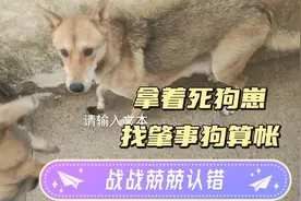 狗崽被咬死，主人找肇事狗算账，狗被吓得浑身发抖，似乎知道错了视频封面