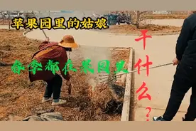 春季里，姑娘在苹果园里干什么？视频封面